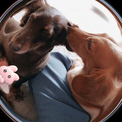 犬好きの犬を愛する犬の為のつぶやき♡
事情あり離れてしまったからたまにしか会えないけれど、時間のある限り一緒に過ごしたいと願う、犬の為の生活と記録。
犬以外愛せません(；ᵕ； )