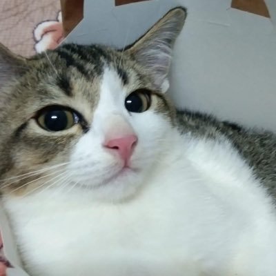 lncspns's profile picture. living in a simulation