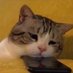 sad cat (@dareordaredevil) Twitter profile photo