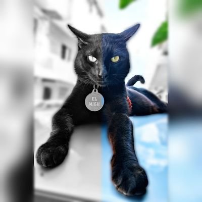 EzioAudigato's profile picture. y el meteorito pa cuándo?