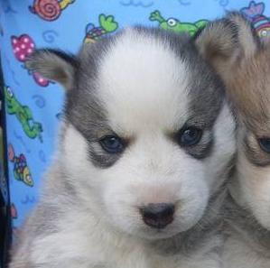 Just a girl and her Siberian Husky