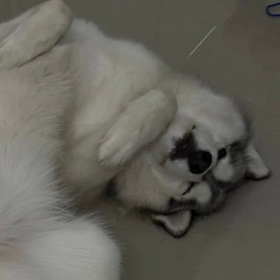 pxngss's profile picture. 