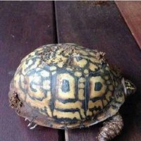 Jojo (@grattonjo) 's Twitter Profile Photo