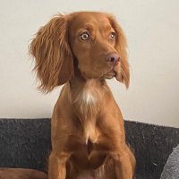 t jayne carter (@islabehappy) 's Twitter Profile