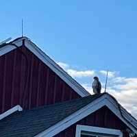 JustHere (@usingmyloaf) 's Twitter Profile