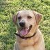 Jake the Lab (@jakethelab3) Twitter profile photo Jake the Lab (@jakethelab3) Twitter profile photo