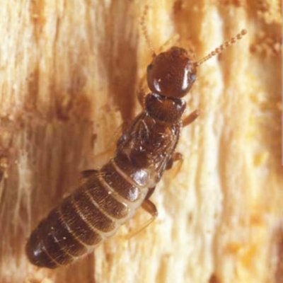 The Official Twitter Account of the infamous 54th Termite of The Colony, Destroyer of Wood, Vanquisher of Ants, Nemesis of Pesticides.

Exploring distant lands.
