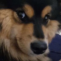 Frostpastel (@frostpastel) 's Twitter Profile