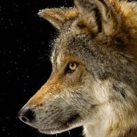 Lone Wolf(@TheLoneWolf1919) 's Twitter Profile Photo