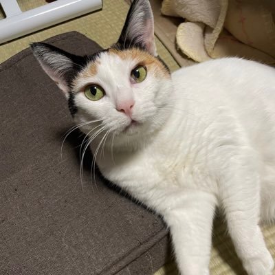 hyperdimensionN's profile picture. ねこ/鳴潮/学マス/ディズニー/DC/VALIS/ラルク/ジェットコースター 仲良くしてね🥰