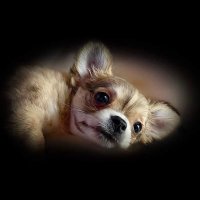Dreamers Pups(@1DreamersPups) 's Twitter Profile Photo