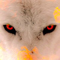 Wolf1700(@Wolf17001) 's Twitter Profile Photo
