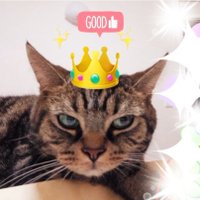 ほごねこバロン (@pink8stone) Twitter profile photo