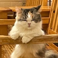 あき (@vp_8d) 's Twitter Profile