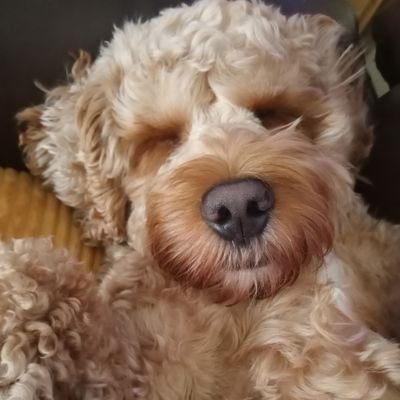 Miranda96265912's profile picture. Personal Assistant to Fergus the Cockapoo