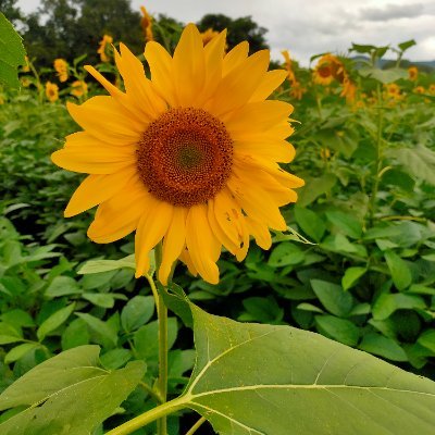 MohseenWani's profile picture. Optimistic 🤡🥳🤗