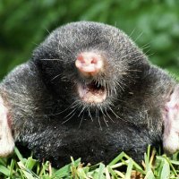 Plastic Free Fields (@fieldmole) 's Twitter Profile Photo Plastic Free Fields (@fieldmole) 's Twitter Profile Photo