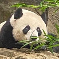 Anna Panda 🇺🇦 🌻 🟦 (@msannapanda) 's Twitter Profile Photo Anna Panda 🇺🇦 🌻 🟦 (@msannapanda) 's Twitter Profile Photo