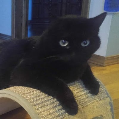 NikolasHarriso8's profile picture. 