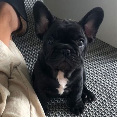 Realtor🏘️| and Dog lover (french bulldog)🐕...