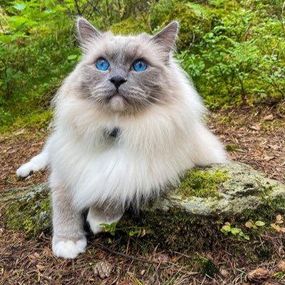 Welcome to Ragdoll Cat lovers Community.