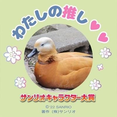 鴨、野鳥、動物好きです。 たまにグッズ交換流します🤝       男性の出会い目的の方NGです。