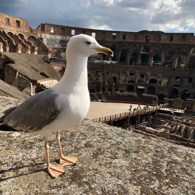 Ko_multicloud's profile picture. 新卒6年目/AWS Top Engineer 2023-2025/ALL AWS Certifications Engineer 2022-2025/Google Cloud Partner Top Engineer/AWS×12/GoogleCloud×10/Azure×13/NW/SC/CISSP