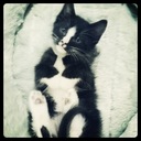 Theodore Watson - @TheoMeows - Twitter