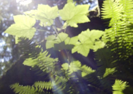 AccessEconomy's profile picture. Revolutionizing hiking @theHikery while hacking the formalized economy to be one where access is easier and better than ownership.