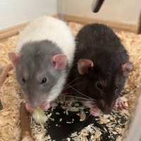 ファンシーラット日記 (@fancyrat7777) 's Twitter Profile