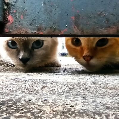 Hampura mah lain berarti eleh, tunduk bukan berarti takluk,,