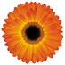 Gerbera4all (@richardmooijman) Twitter profile photo