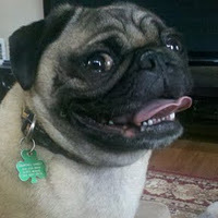 GMcPug's profile picture. 