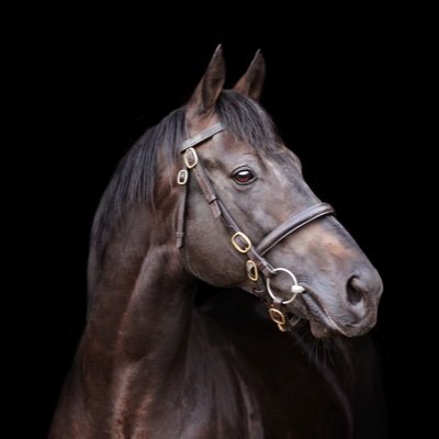 Dash Grange Stud Profile