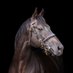 Dash Grange Stud (@dashstud) Twitter profile photo Dash Grange Stud (@dashstud) Twitter profile photo