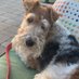 Stella the Pup (@stellathepup10) Twitter profile photo Stella the Pup (@stellathepup10) Twitter profile photo