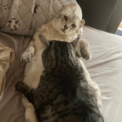 猫息子を養うべくアニメ業界の片隅で色関係のお仕事中。蛍火の杜·となりの怪物くん·まじっく快斗(#2〜)·幕末義人伝 浪漫·ばらかもん·デュラララ!!·ヴァンガードG·バキ·おとなの防具屋さん·YU-NO·SBR·ルパンⅥ·犯人の犯沢さんの色彩設計。現在は範馬刃牙、夏目友人帳 漆の色彩設計。次はまだ内緒!