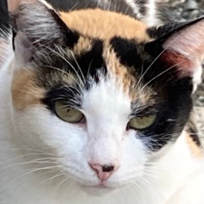 Oqw4BzbmR6Vp9kG's profile picture. ねこと日本がだいすき🇯🇵🌸