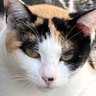 Oqw4BzbmR6Vp9kG's profile picture. ねこと日本がだいすき🇯🇵🌸