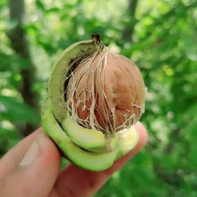 VoiceOfKaghan's profile picture. 