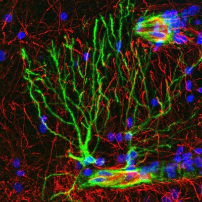 Assistant Professor of Neuroscience, University of Pittsburgh.