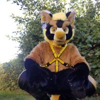 GoldValkyrieHusky (@goldvhusky2) 's Twitter Profile