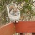 The Political Squirrel (@thepoliticalsq2) Twitter profile photo The Political Squirrel (@thepoliticalsq2) Twitter profile photo