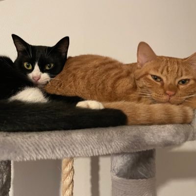 おーすけ🐈♂好奇心旺盛で甘えん坊。ごましお🐈⬛♀慎重派で 警戒し強め。運動音痴 。2人は保護猫ちゃんで、2022.5.5に出会いました◎お誕生日は2021.12月頃みたいです。#猫好きさんと繋がりたい