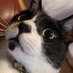 お母ちゃん🐾ᵕ̈こてつ🐾ᵕ̈ぜん🐾ᵕ̈ (@hmm139) Twitter profile photo お母ちゃん🐾ᵕ̈こてつ🐾ᵕ̈ぜん🐾ᵕ̈ (@hmm139) Twitter profile photo