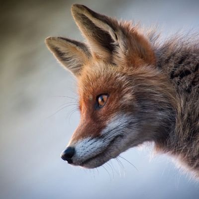 CryptoFox 🦊 | Survivor of 2 technical bankruptcies | Started in 2017 | Here to share my crypto journey and insights | Never give up, keep fighting! #crypto