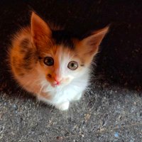 Geopolity enthusiast (@atomthecutie2) 's Twitter Profile