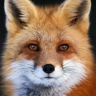 Underfox3 Profile Picture