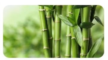 BambouIfos's profile picture. 