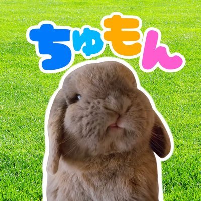 ホーランドロップ♂/2015.4.8🎂 /まるまるした顔と体型が特徴✨/中に人間入ってる説なうさぎと飼い主のまったりな日常🐰🙋🏻♀️도쿄 사는 홀랜드롭이어 주몽이🐰✨無言フォロー失礼します!